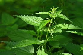 Attēlu rezultāti vaicājumam “Urtica dioica leaf”