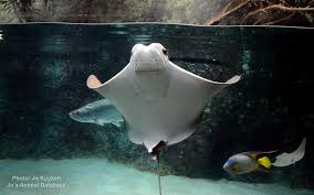 Image result for Rhinoptera brasiliensis