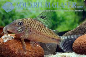 Attēlu rezultāti vaicājumam “Choerades sp.”