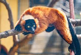 lemur ile ilgili görsel sonucu