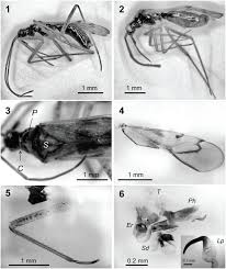 Attēlu rezultāti vaicājumam “Dicyphus sp.”