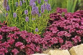 Attēlu rezultāti vaicājumam “Phedimus spurius leaf”