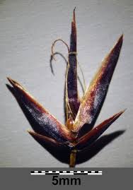 Attēlu rezultāti vaicājumam “Schoenus ferrugineus”