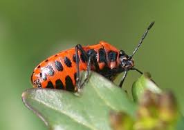 Attēlu rezultāti vaicājumam “Eurydema dominulus”