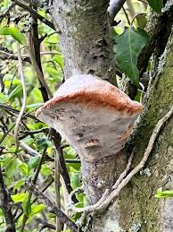 Attēlu rezultāti vaicājumam “Phellinus pomaceus”