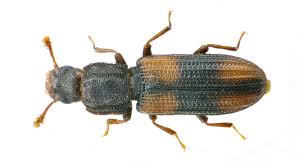 Attēlu rezultāti vaicājumam “Zopheridae”