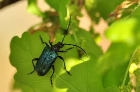 Attēlu rezultāti vaicājumam “Gaurotes virginea”