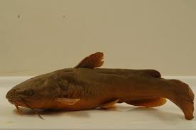 Image result for Ameiurus catus