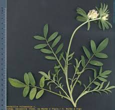 Attēlu rezultāti vaicājumam “Anthyllis vulneraria leaf”