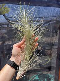 Attēlu rezultāti vaicājumam “Heterotrichia oerstedii (syn. Arcyria oerstedii) stalked”