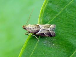 Attēlu rezultāti vaicājumam “Nyctegretis lineana”