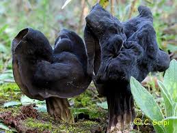 Attēlu rezultāti vaicājumam “Helvella lacunosa”