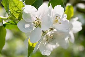 Attēlu rezultāti vaicājumam “Malus domestica flower”