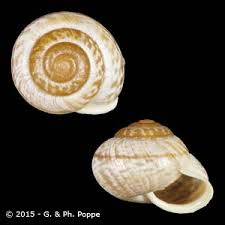 Attēlu rezultāti vaicājumam “Arianta arbustorum”