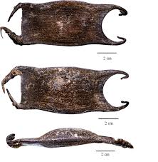 Image result for Bathyraja brachyurops