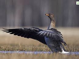 Image result for Anser fabalis