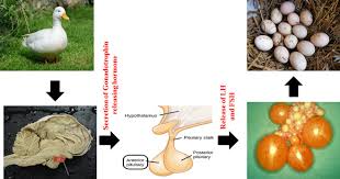 Attēlu rezultāti vaicājumam “Anas platyrhynchos eggs”