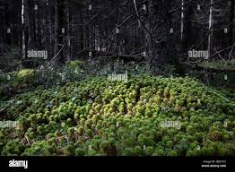 Attēlu rezultāti vaicājumam “Sphagnum wulfianum”