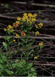 Attēlu rezultāti vaicājumam “Barbarea vulgaris subsp. arcuata”