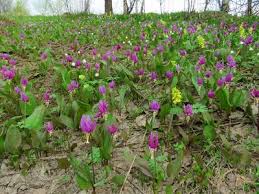 Attēlu rezultāti vaicājumam “Erythronium sibiricum flower”
