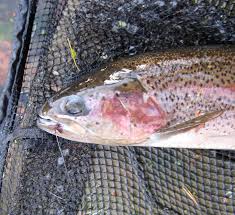 Image result for Aberdeen & District Angling Association