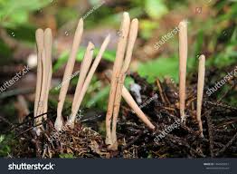 Attēlu rezultāti vaicājumam “Clavariadelphus ligula”