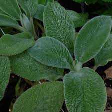 Attēlu rezultāti vaicājumam “Stachys”