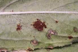 Attēlu rezultāti vaicājumam “Melampsora epitea”