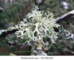 Attēlu rezultāti vaicājumam “Evernia prunastri”