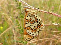 Attēlu rezultāti vaicājumam “Melitaea phoebe underside”