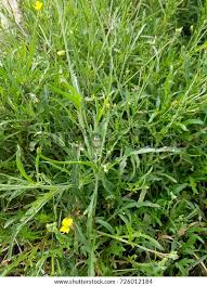 Attēlu rezultāti vaicājumam “Diplotaxis tenuifolia fruit”
