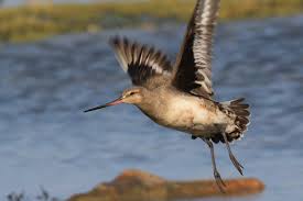 Image result for Limosa haemastica