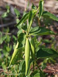 Attēlu rezultāti vaicājumam “Vincetoxicum hirundinaria fruit”
