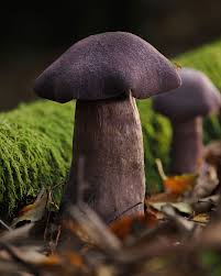 Attēlu rezultāti vaicājumam “Cribraria cancellata var. fusca spores”