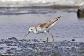 Attēlu rezultāti vaicājumam “Tringa stagnatilis”