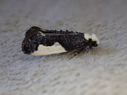 Attēlu rezultāti vaicājumam “Monopis monachella”