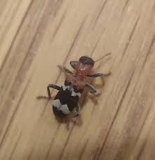 Attēlu rezultāti vaicājumam “Thanasimus formicarius”