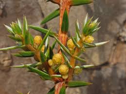 Attēlu rezultāti vaicājumam “Juniperus communis female flower”