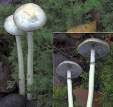 Attēlu rezultāti vaicājumam “Protostropharia alcis”