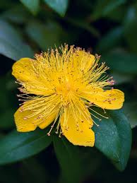 Attēlu rezultāti vaicājumam “Hypericum perforatum flower”