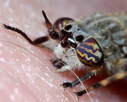 Attēlu rezultāti vaicājumam “Haematopota sp.”