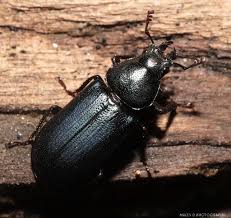 Attēlu rezultāti vaicājumam “Lucanidae”