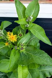 Attēlu rezultāti vaicājumam “Inula helenium leaf”