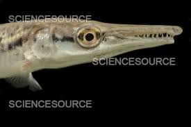 Image result for Atractosteus spatula