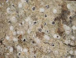 Attēlu rezultāti vaicājumam “Arthonia byssacea”