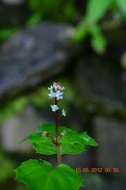 Attēlu rezultāti vaicājumam “Circaea alpina flower”