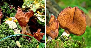 Attēlu rezultāti vaicājumam “Gyromitra infula”