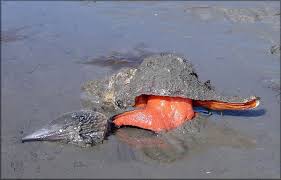 Image result for Triplofusus giganteus