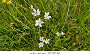 Attēlu rezultāti vaicājumam “Saxifraga granulata”