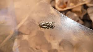 Attēlu rezultāti vaicājumam “Parasemia plantaginis”